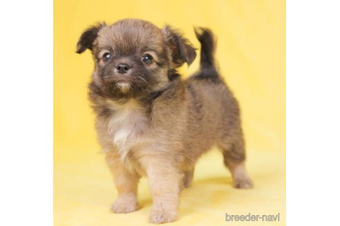 成約済の東京都のチワワ(ロングコート)-200303